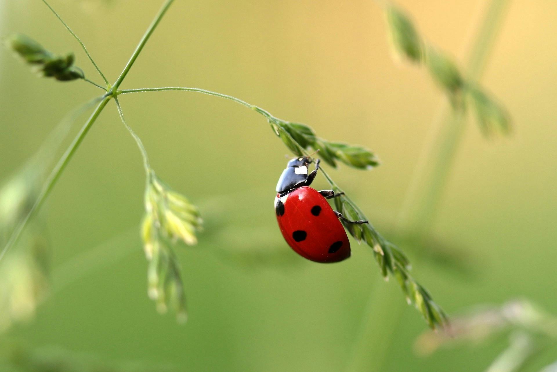cover Smarter agriculture: farmers work with nature to cut pesticides
