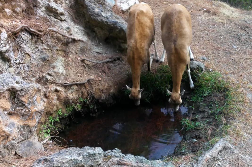 cover Forestry dept works to secure water for wildlife as shortage persists