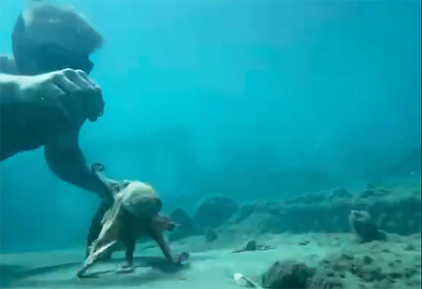 cover British tourist befriends octopus in Limassol
