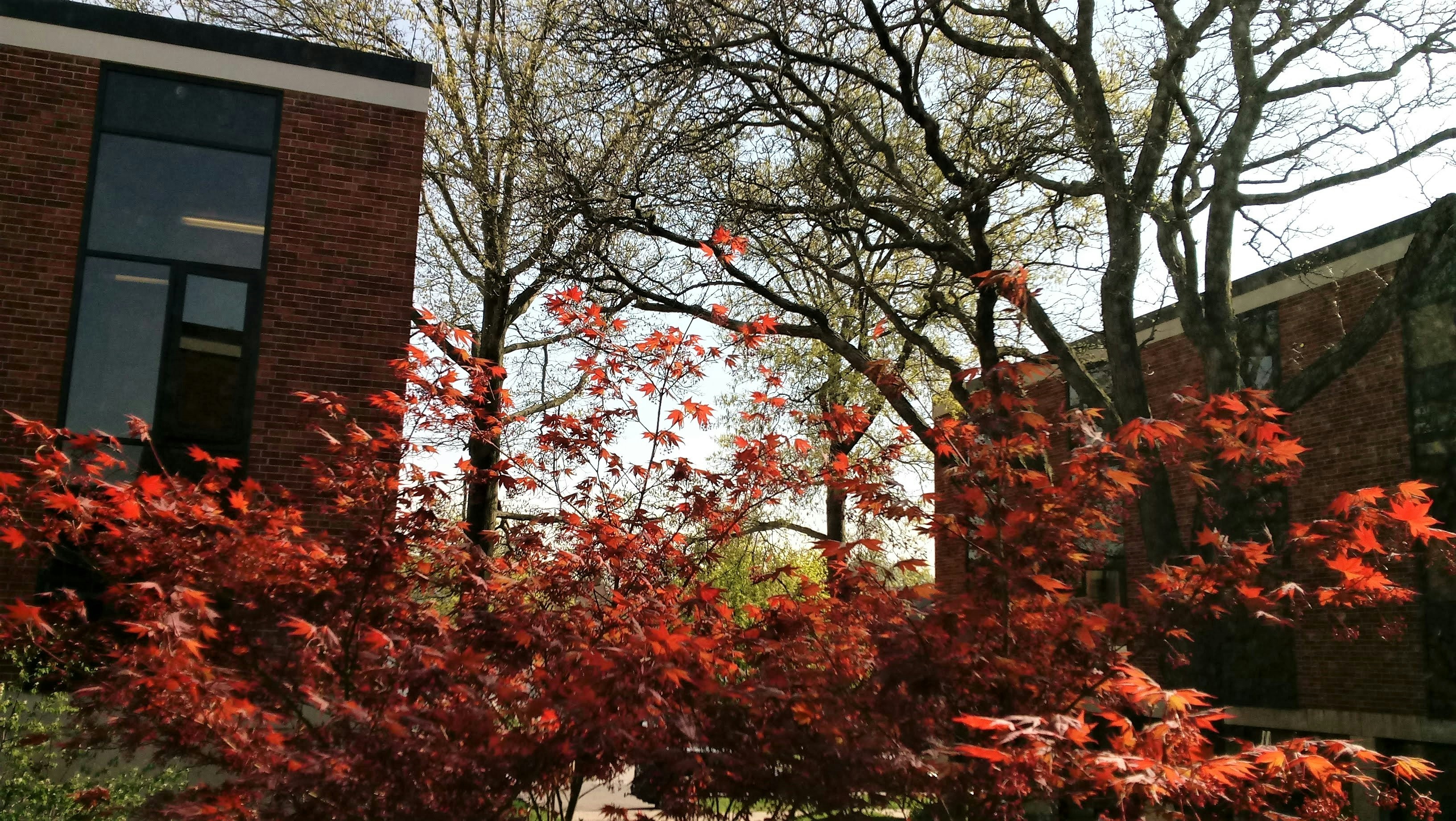 cover The Polders of Flevoland