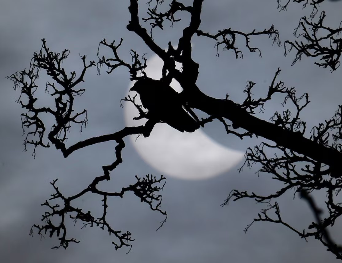 cover Study shows how solar eclipse made some birds sing like a new day dawned