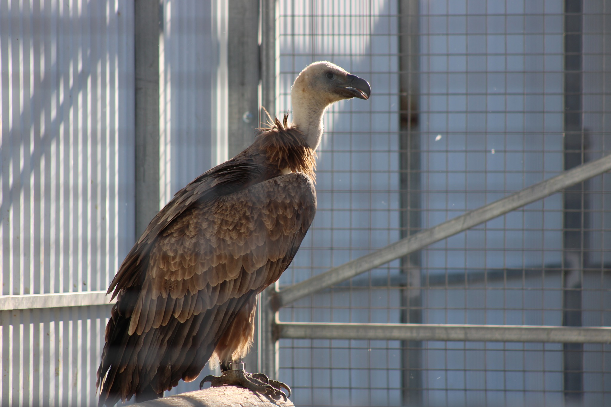 cover Further batch of vultures released to grow Cyprus flock