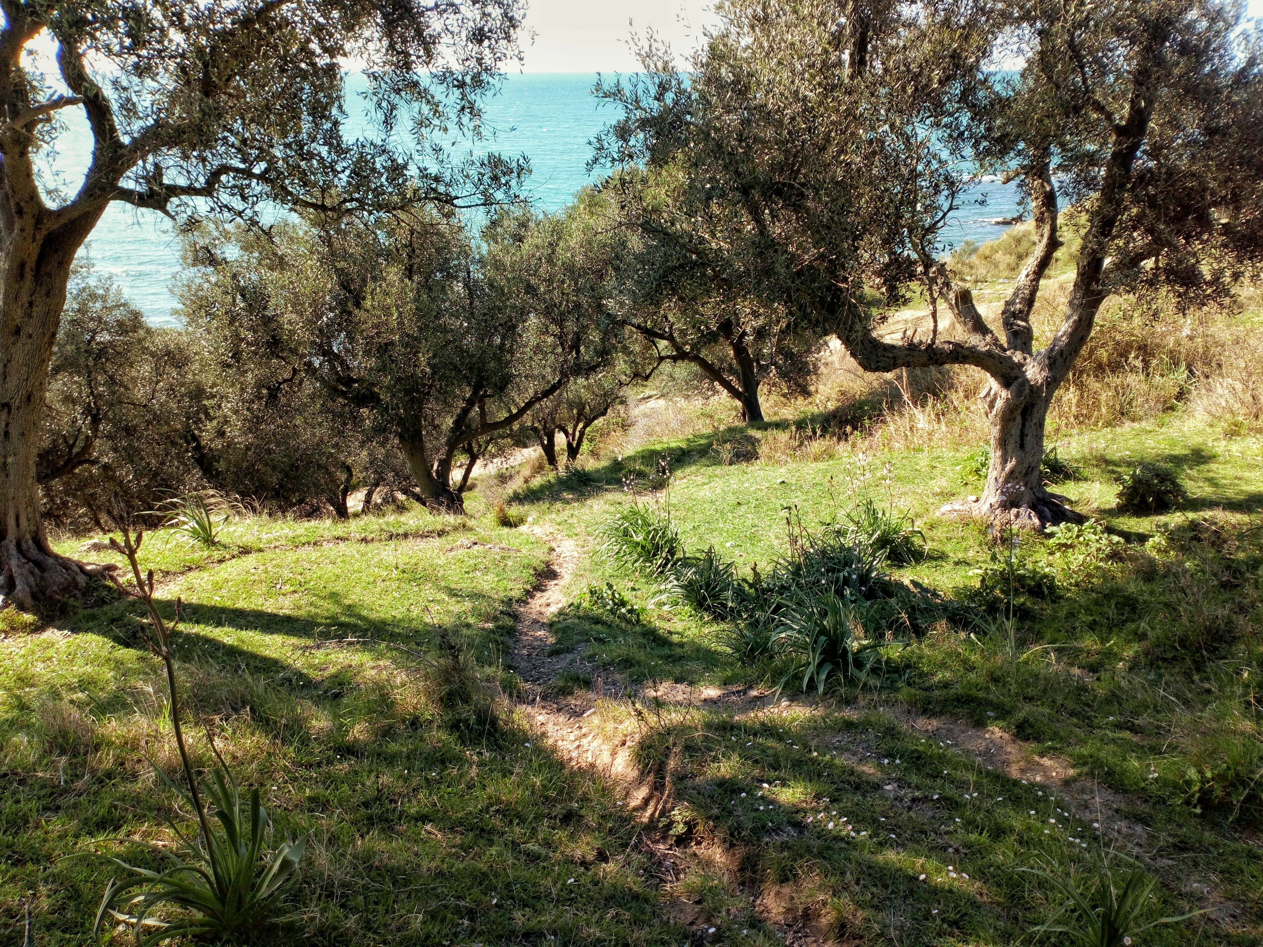 cover Festival celebrates Cyprus’ ancient olive trees