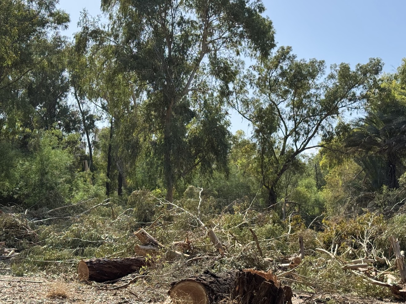 tree, trees, environment, Aglandjia, park, parks, forestry department, environment department
