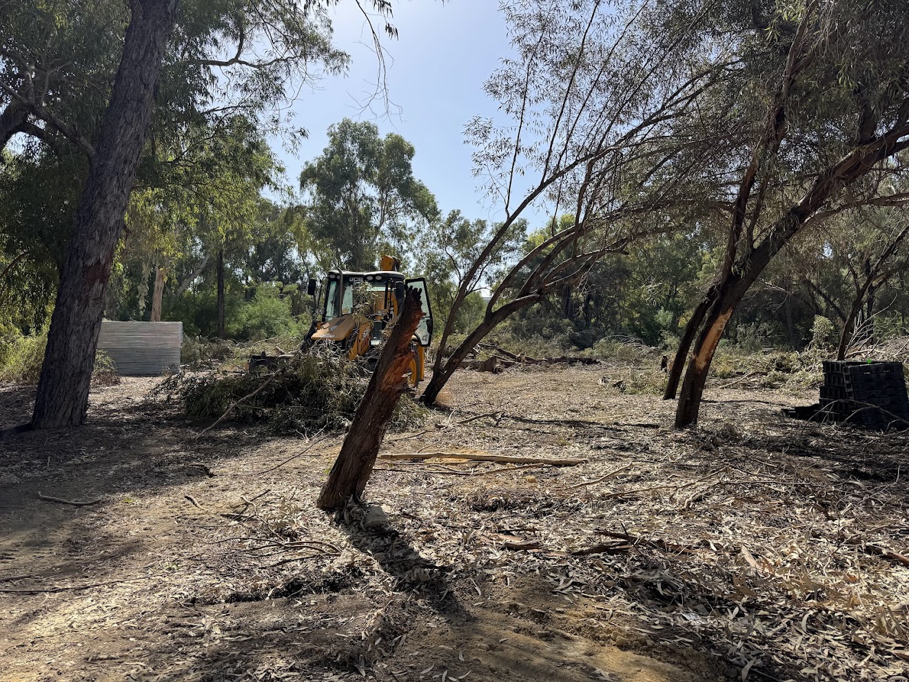 tree, trees, environment, Aglandjia, park, parks, forestry department, environment department