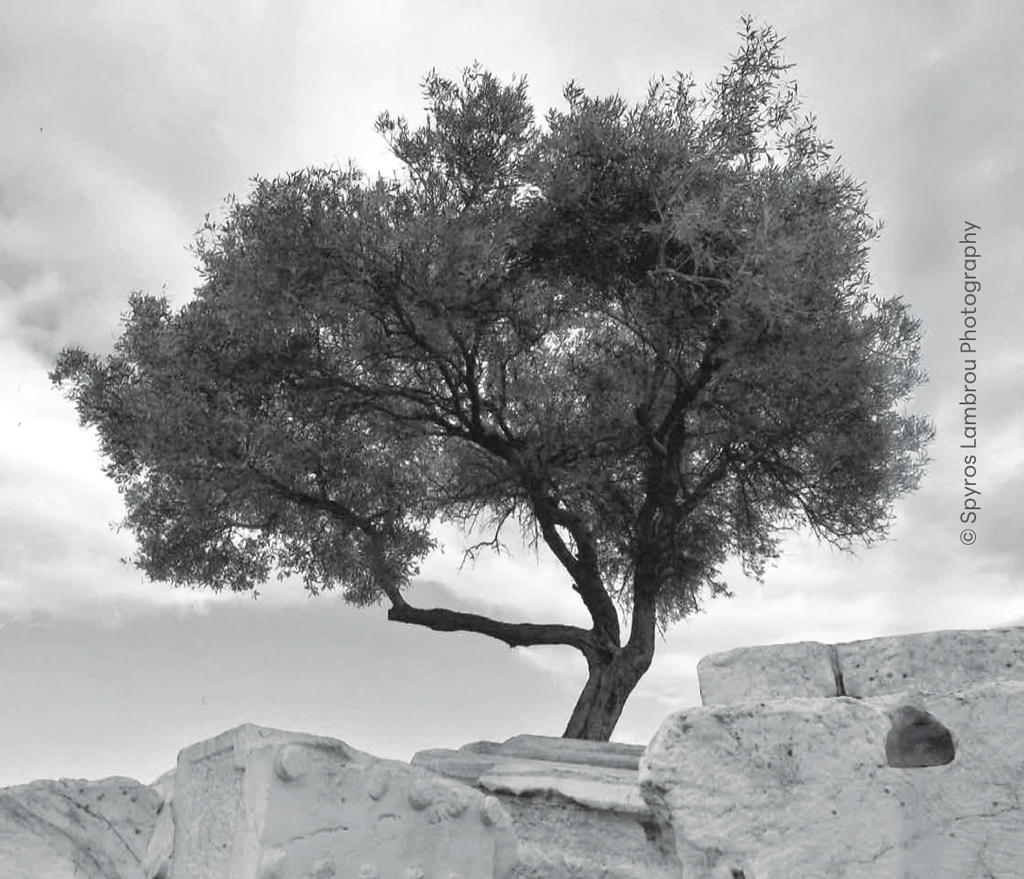 Lecture reveals the archaeology of the olive
