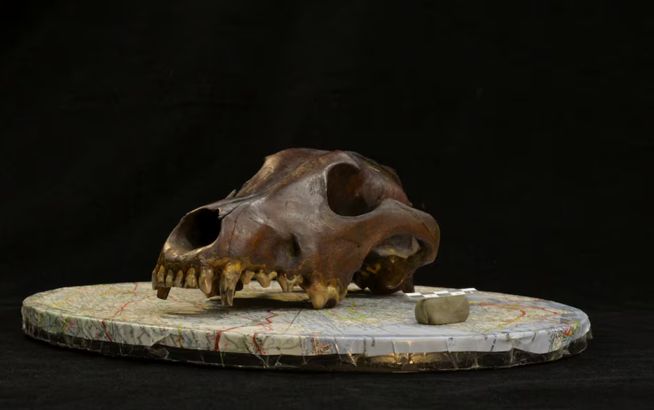 cover Doggie diversity in size and shape began at least 11,000 years ago