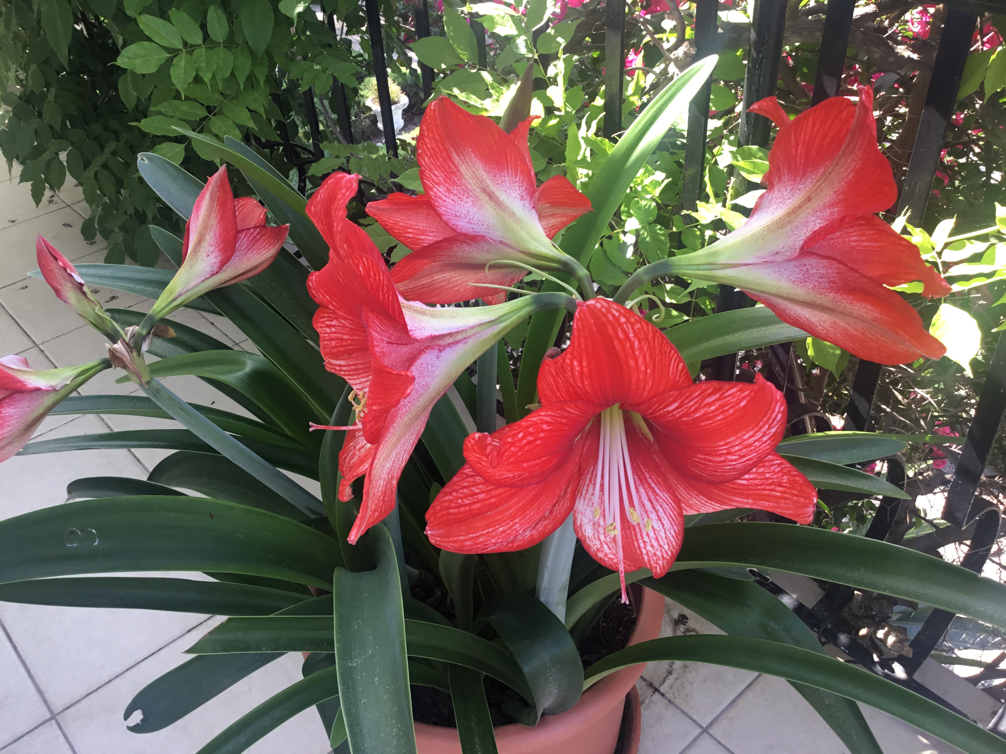 image Finally time for some gardening