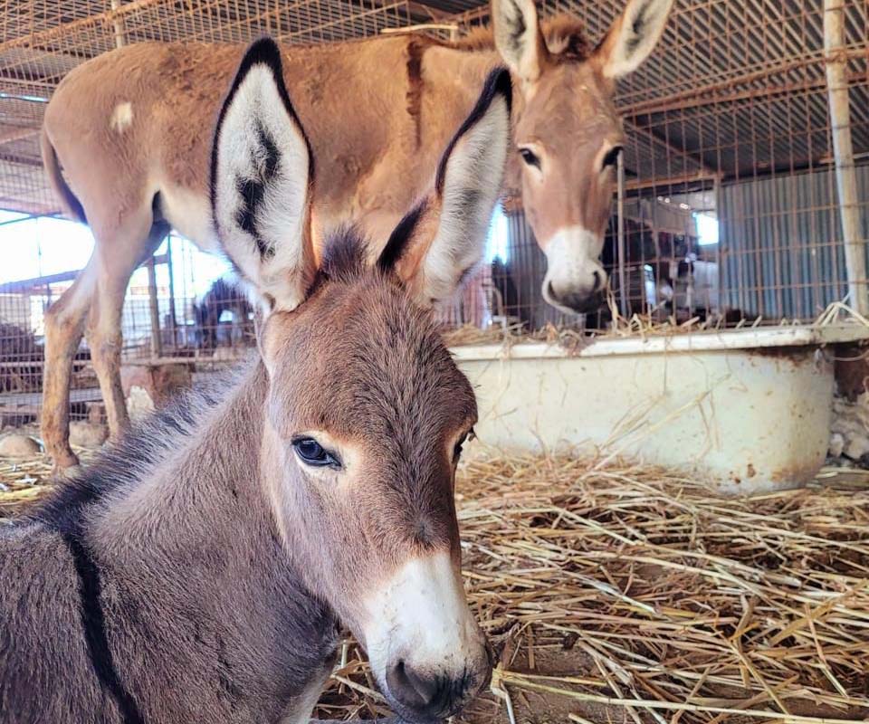 cover ‘Stand by us’ pleads under-threat Paphos animal shelter