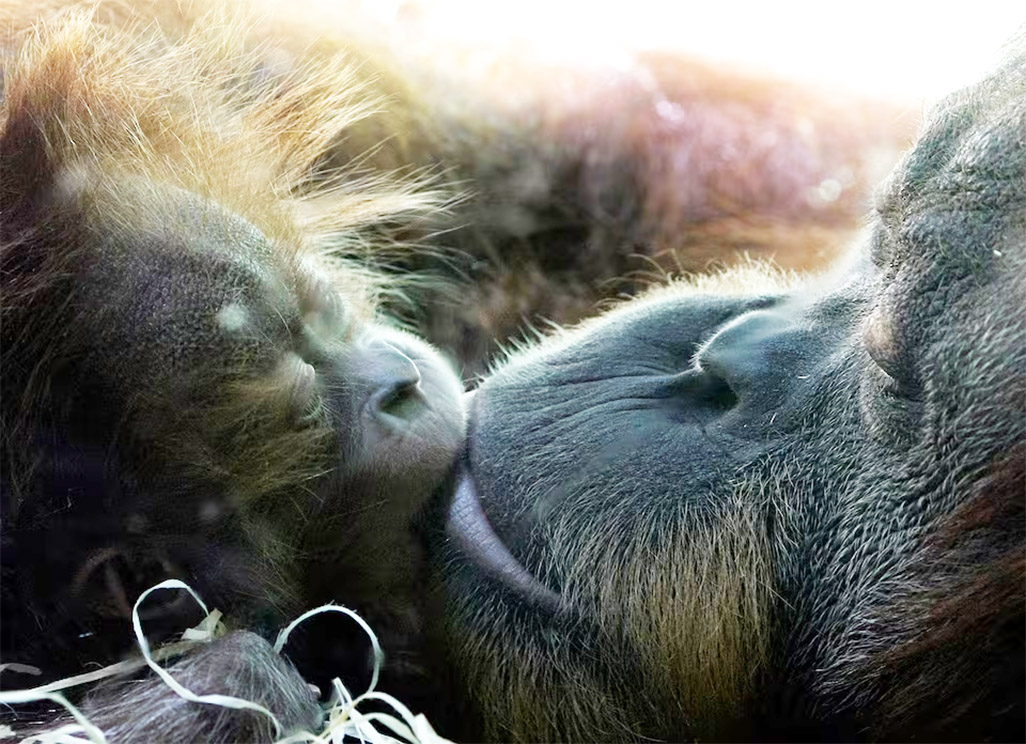 cover First kiss was 20 million years ago by early primates, scientists say