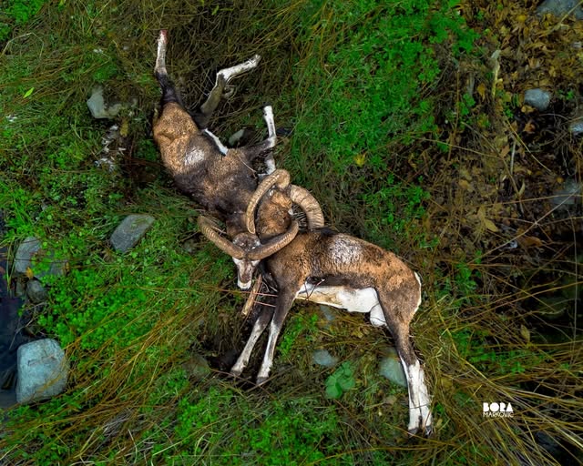cover Tragic fate of rare mouflon captured by drone