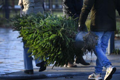 Christmas trees on sale