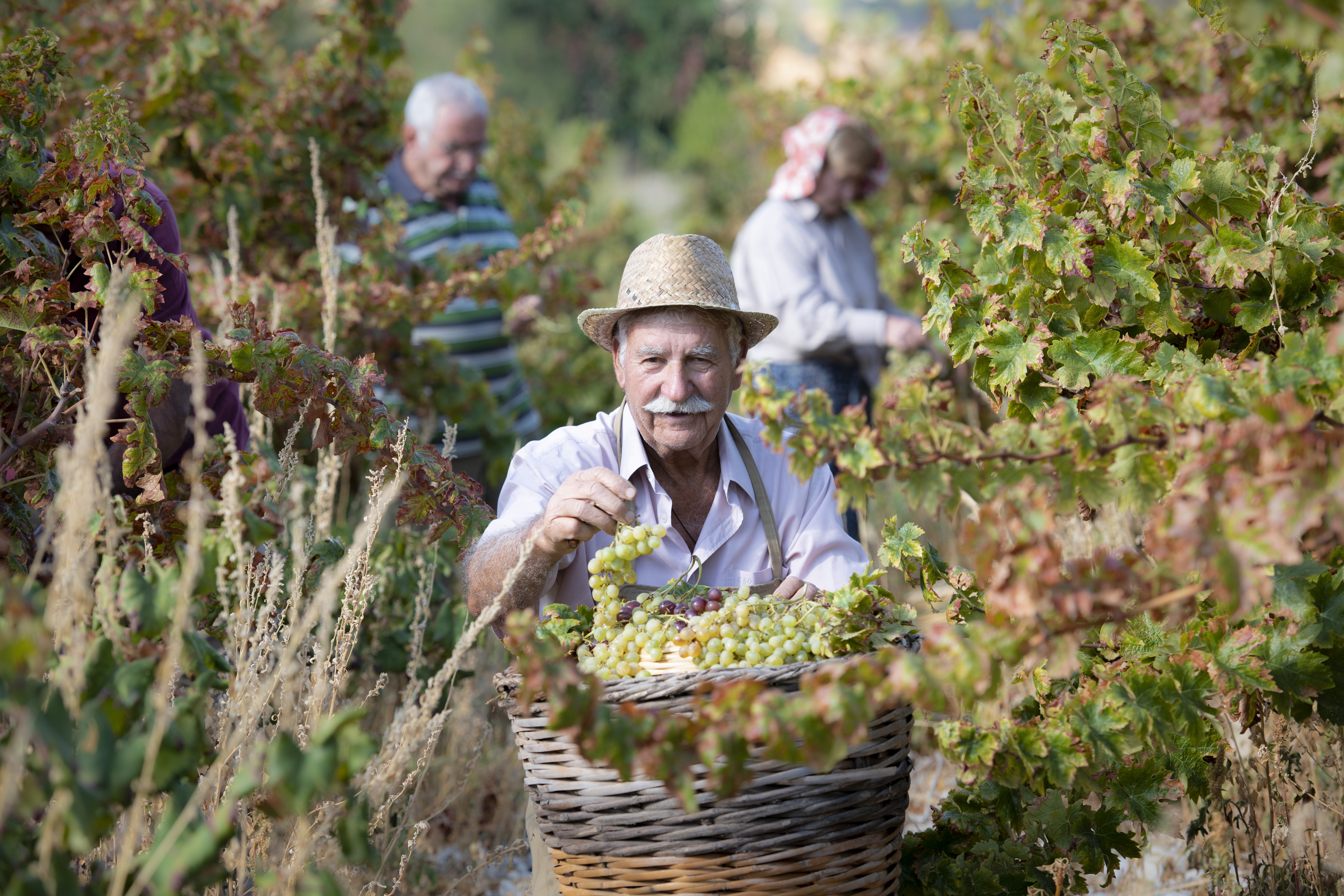 Commandaria secures Unesco heritage status