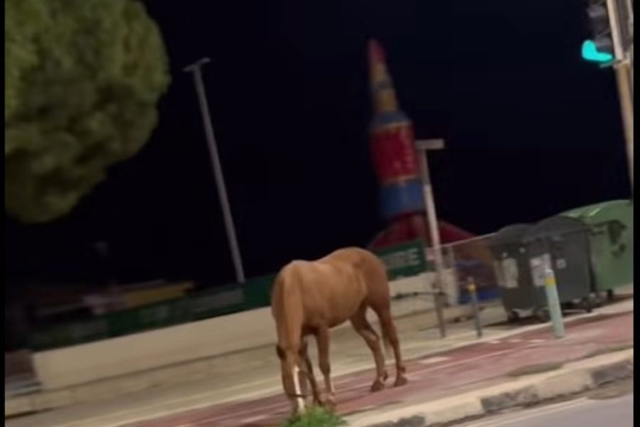 cover Horse roams unattended on roads in Protaras