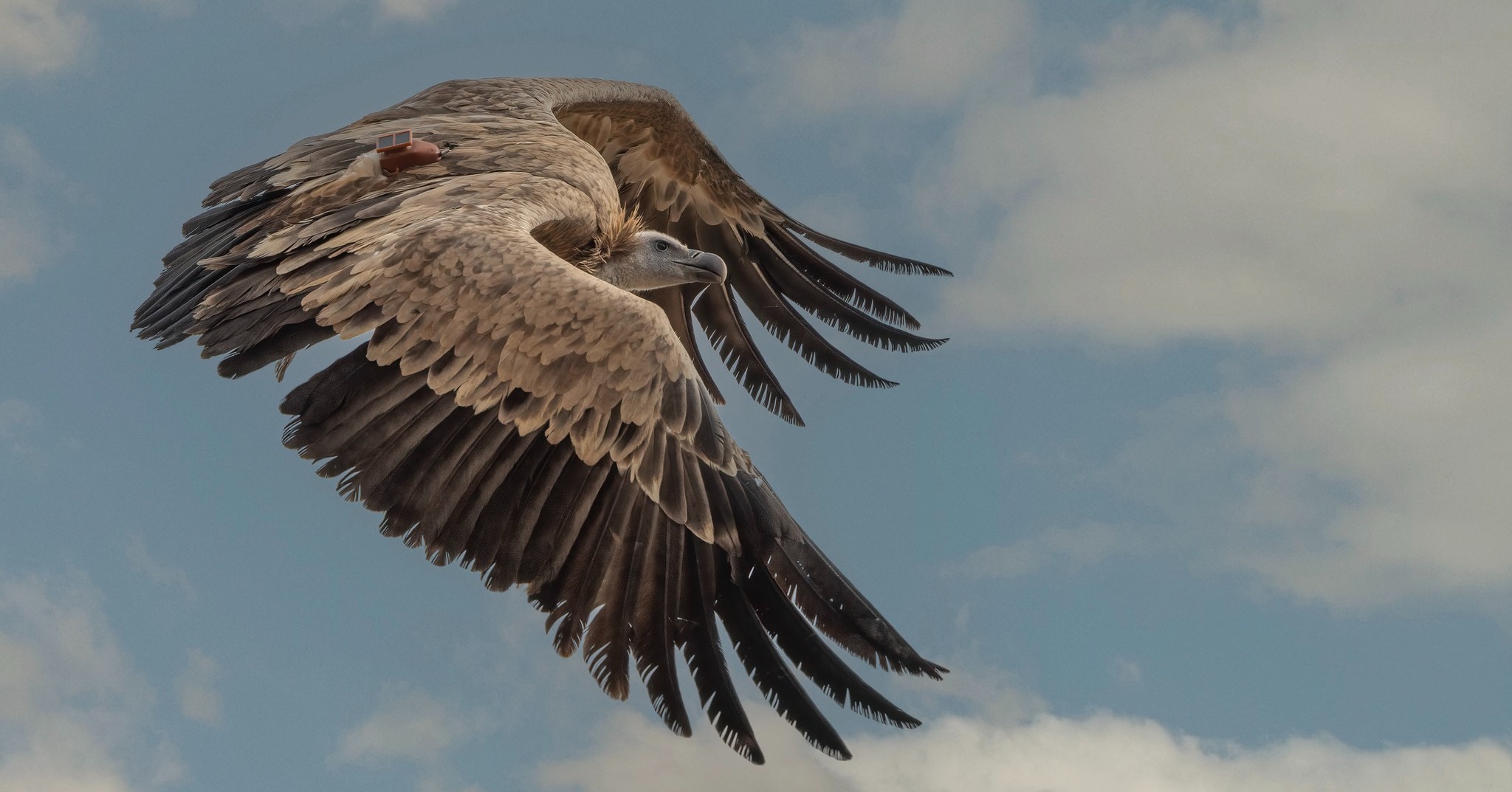 image Conservationists mourn loss of latest vulture