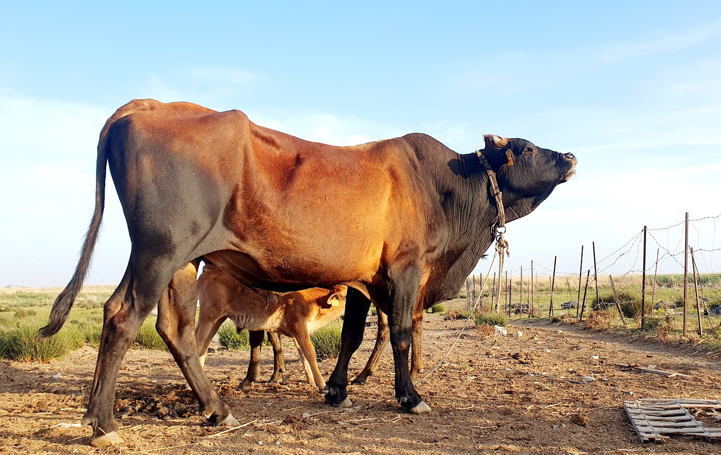 ‘These cows have seen it all’: beasts centre stage in new documentary