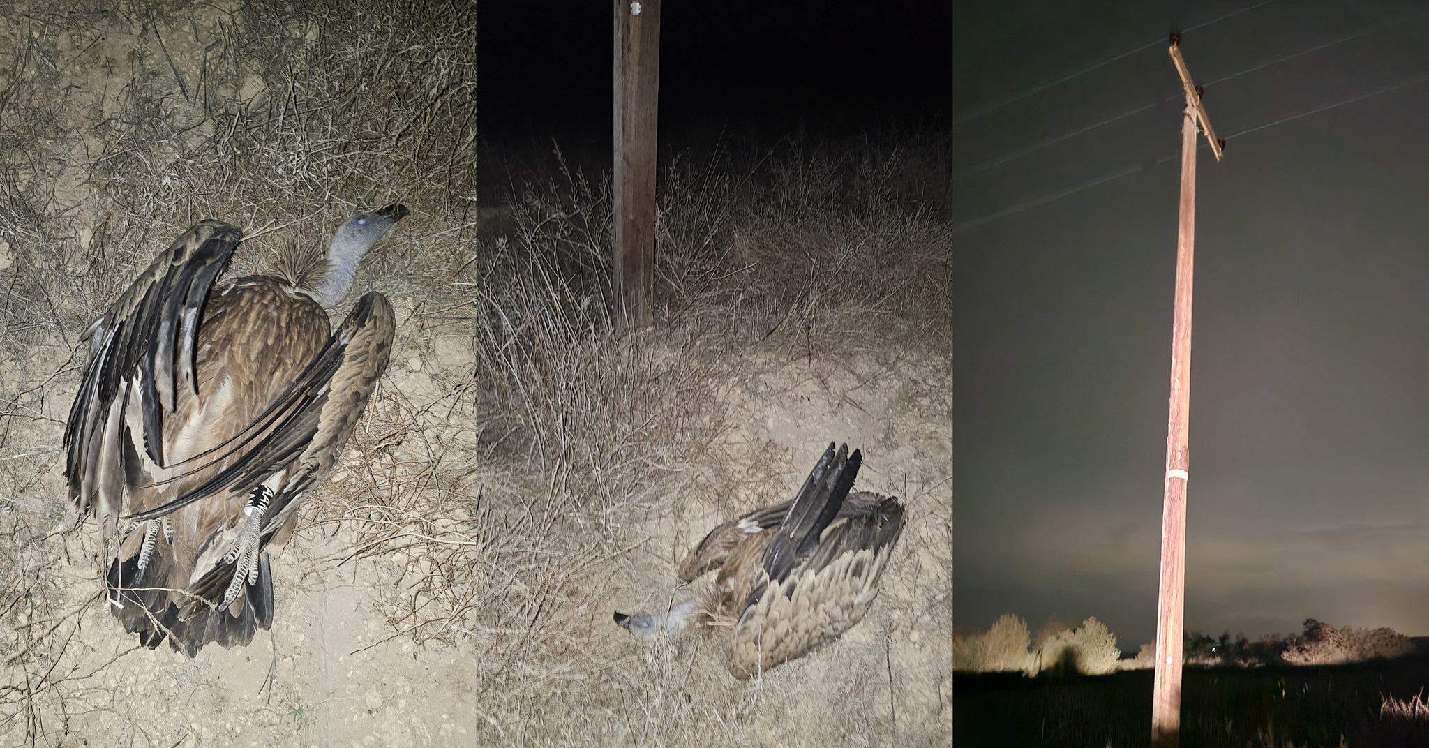 cover Vulture fatally electrocuted within 24h of release