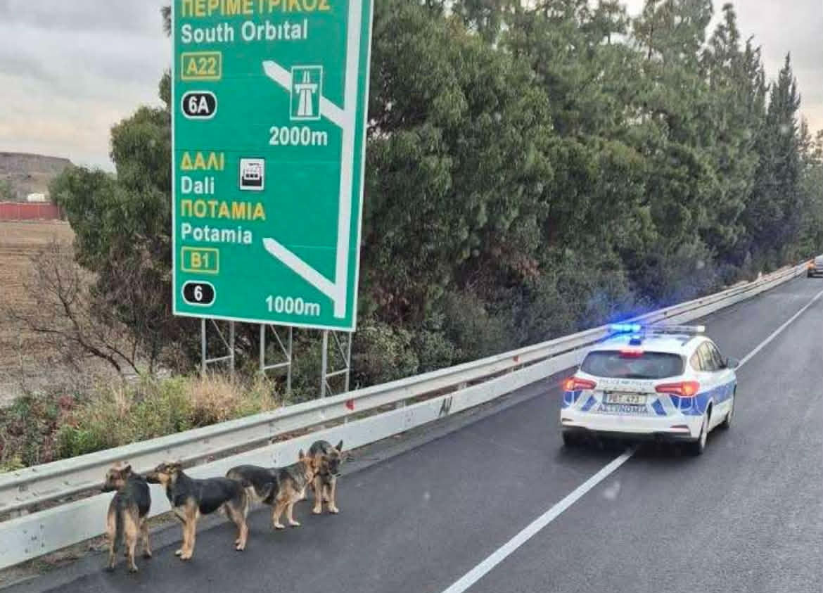 image Pack of dogs wanders onto highway