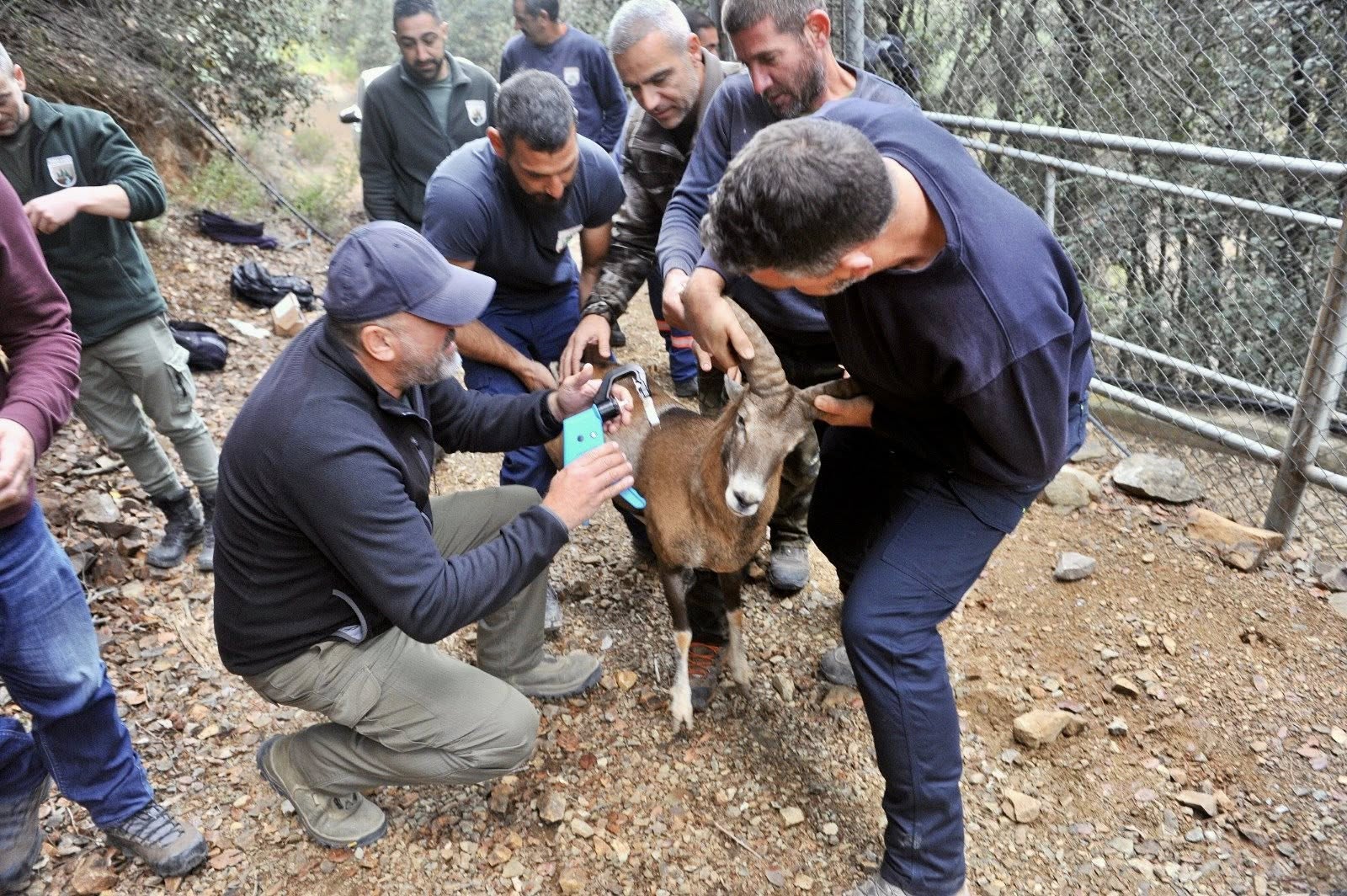 cover Mouflons released back into the wild