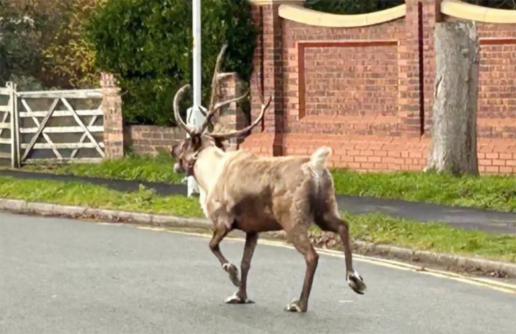 cover Runaway Buddy the reindeer sparks massive UK search operation