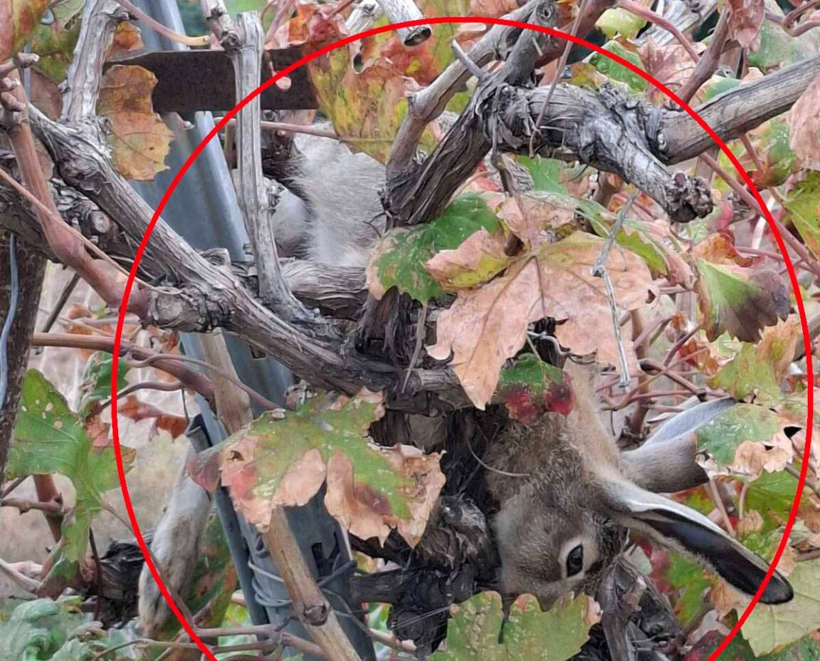 cover Forestry workers implicated in Paphos hare poaching case