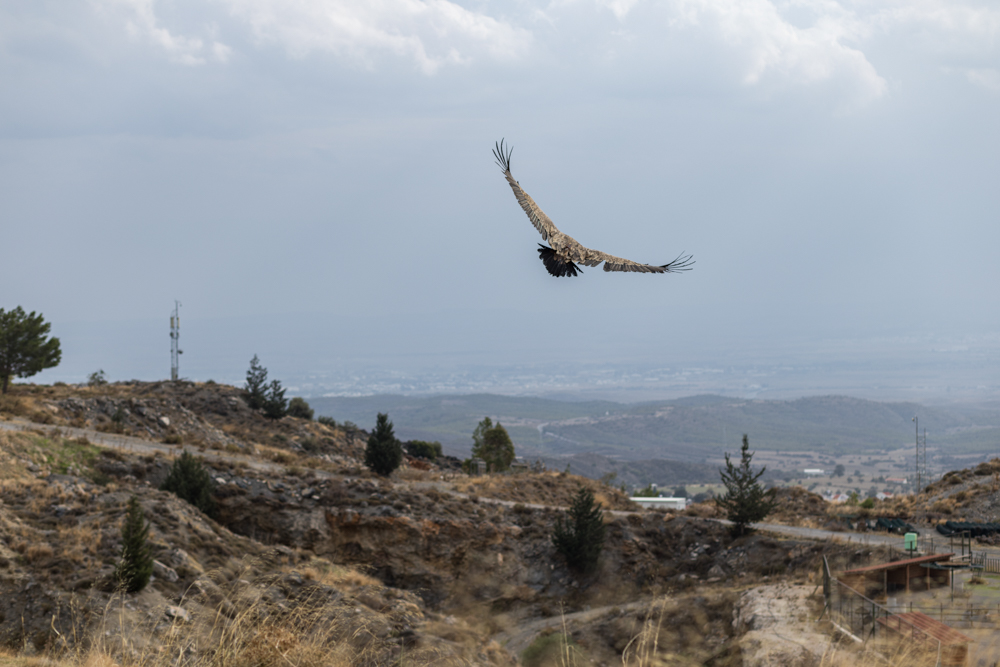 cover Rehabilitated vulture safely released back into the wild