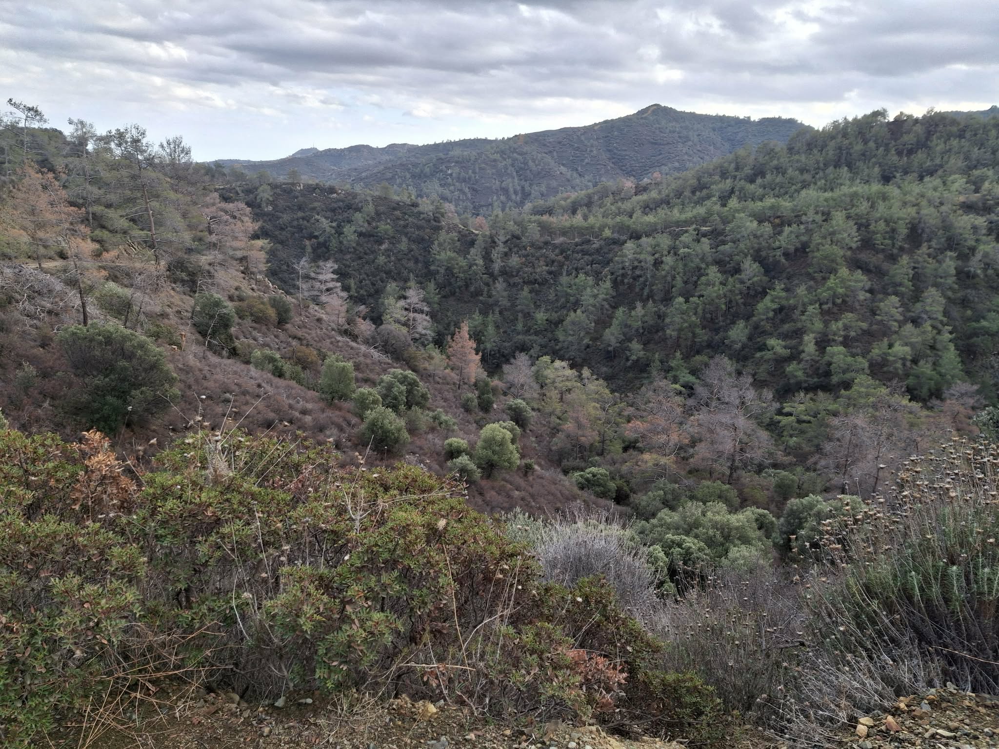 Alarm bells in the forest