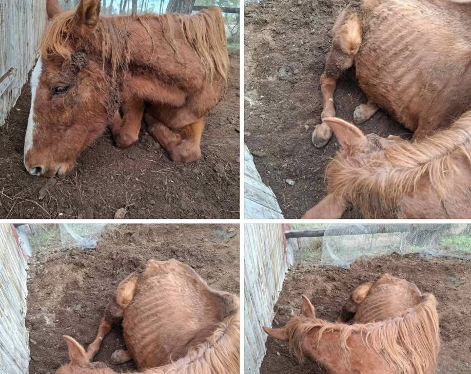 image Outrage over neglected horse