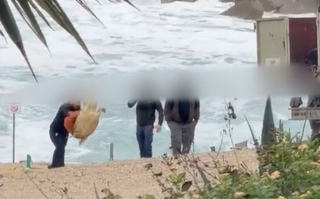 Men filmed throwing and kicking sea turtle in Chlorakas
