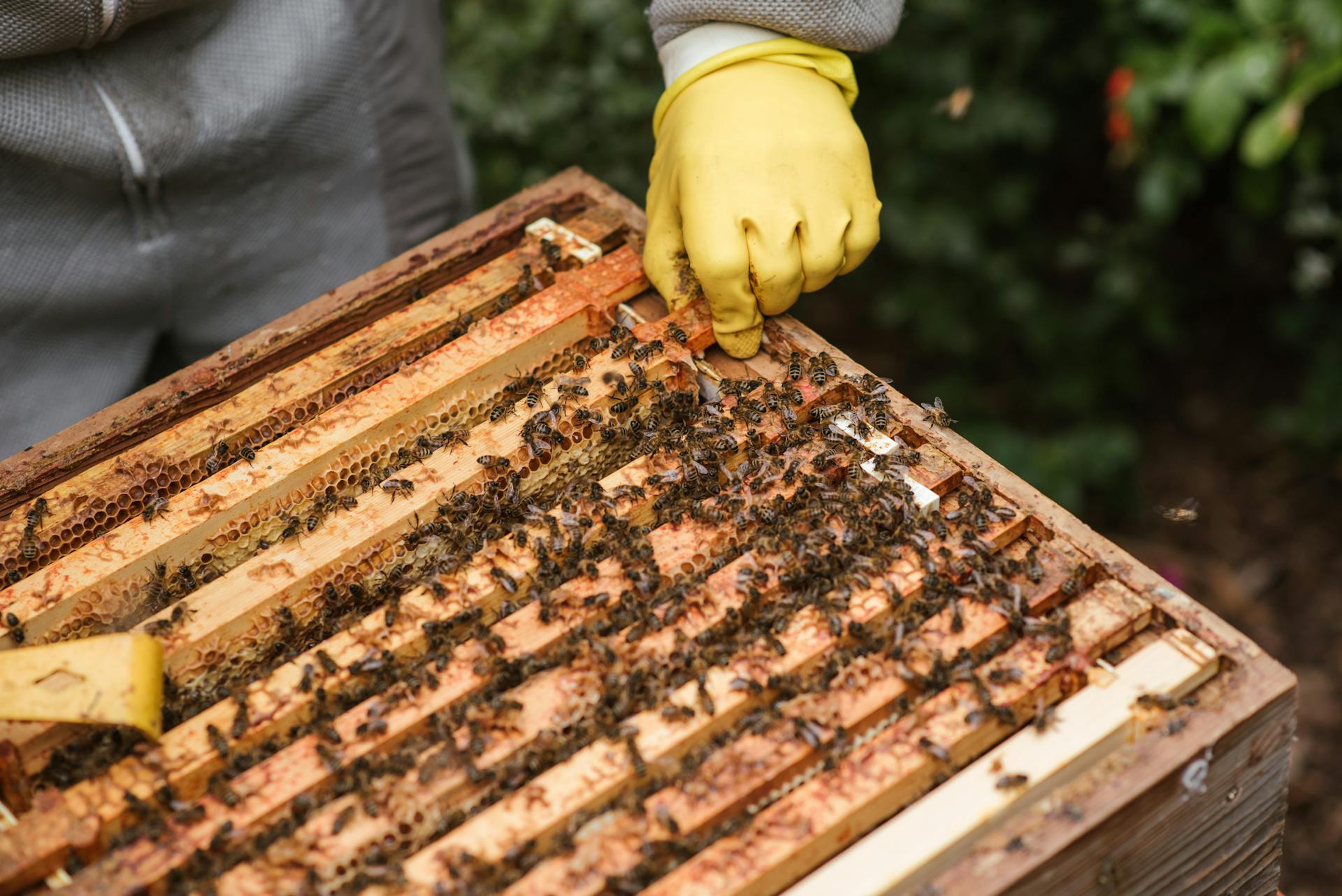 cover Cyprus chamber of commerce to coordinate €2.8 million apiary network