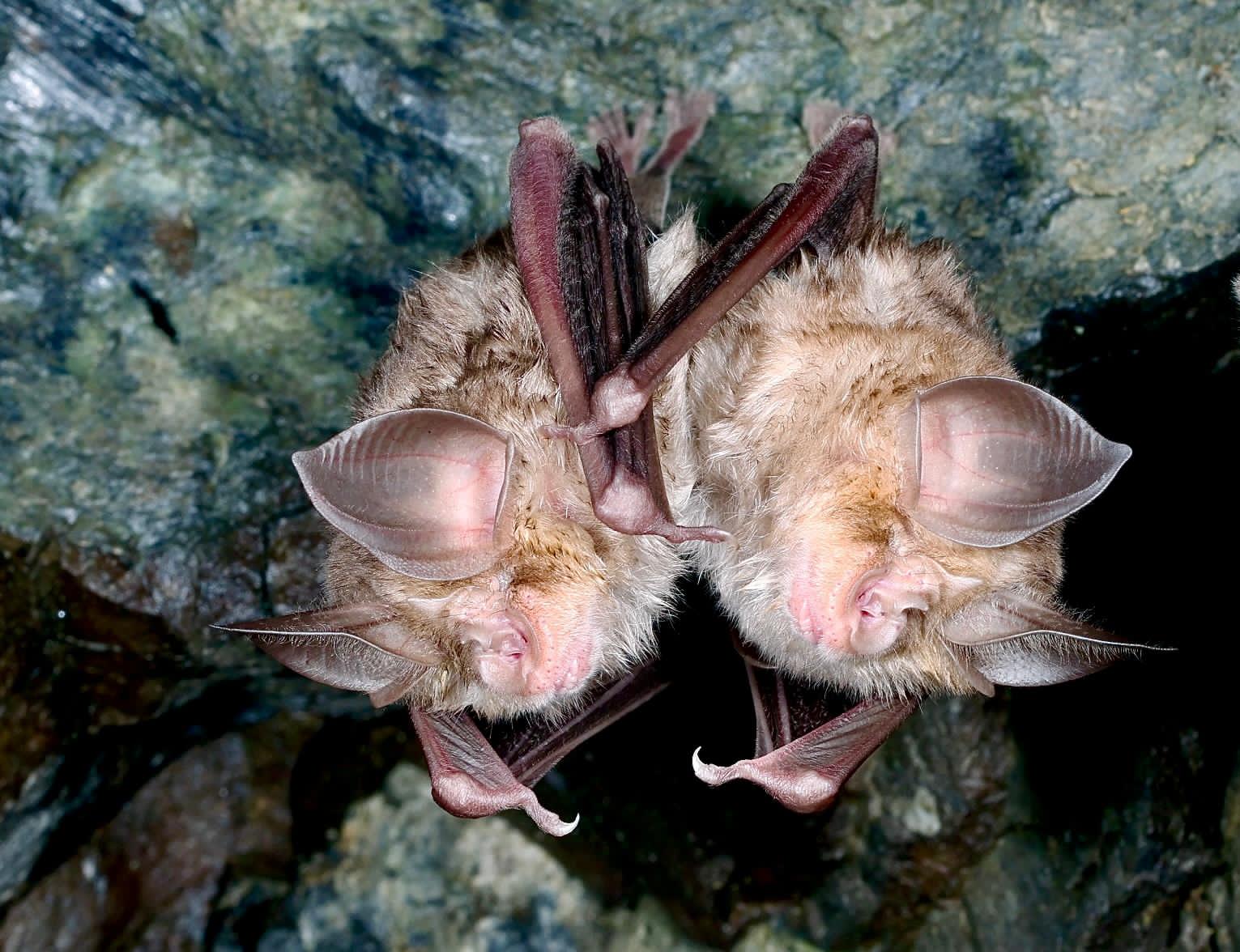 cover Large colony of rare bats spotted in Troodos cave