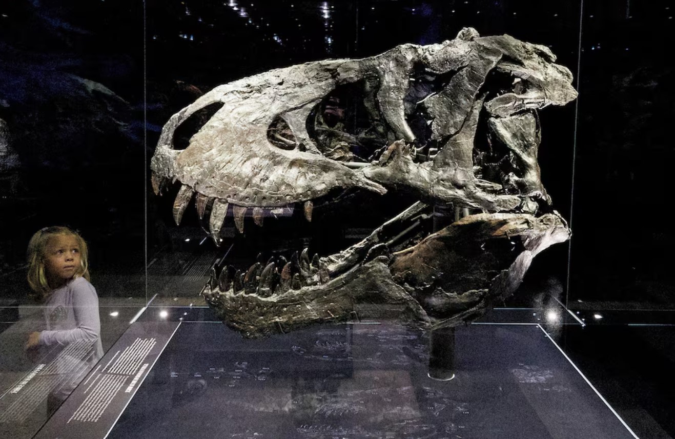 cover Study finds Tyrannosaurus rex did not reach full size until age 40