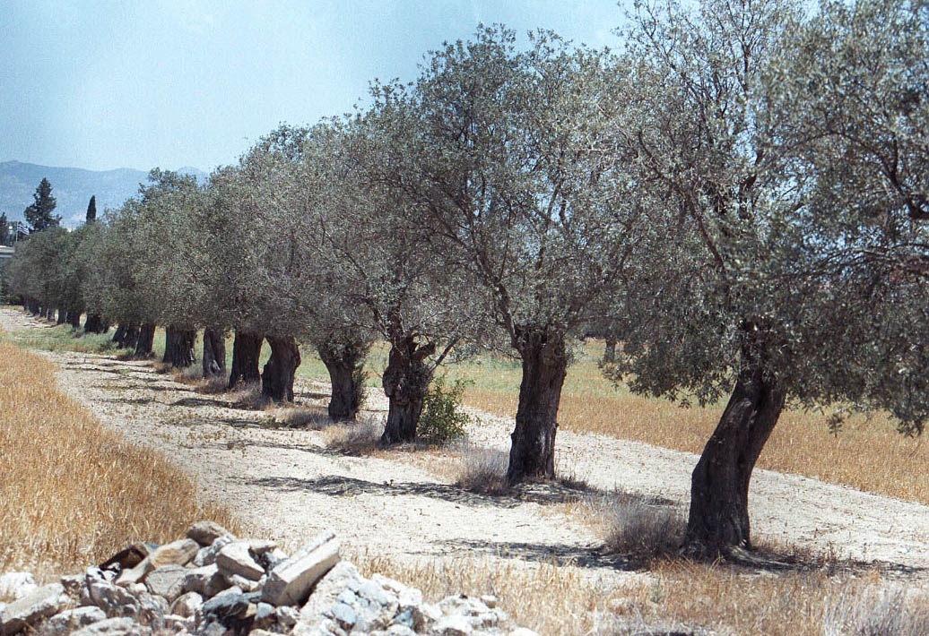 Cyprus olive oil losing out to patchy EU regulations