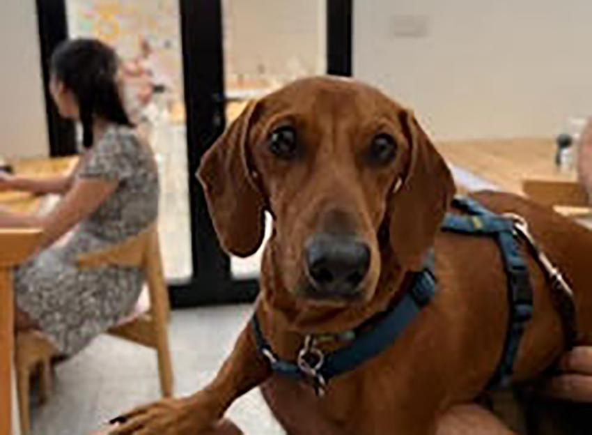 cover Cyprus’ four-legged therapists