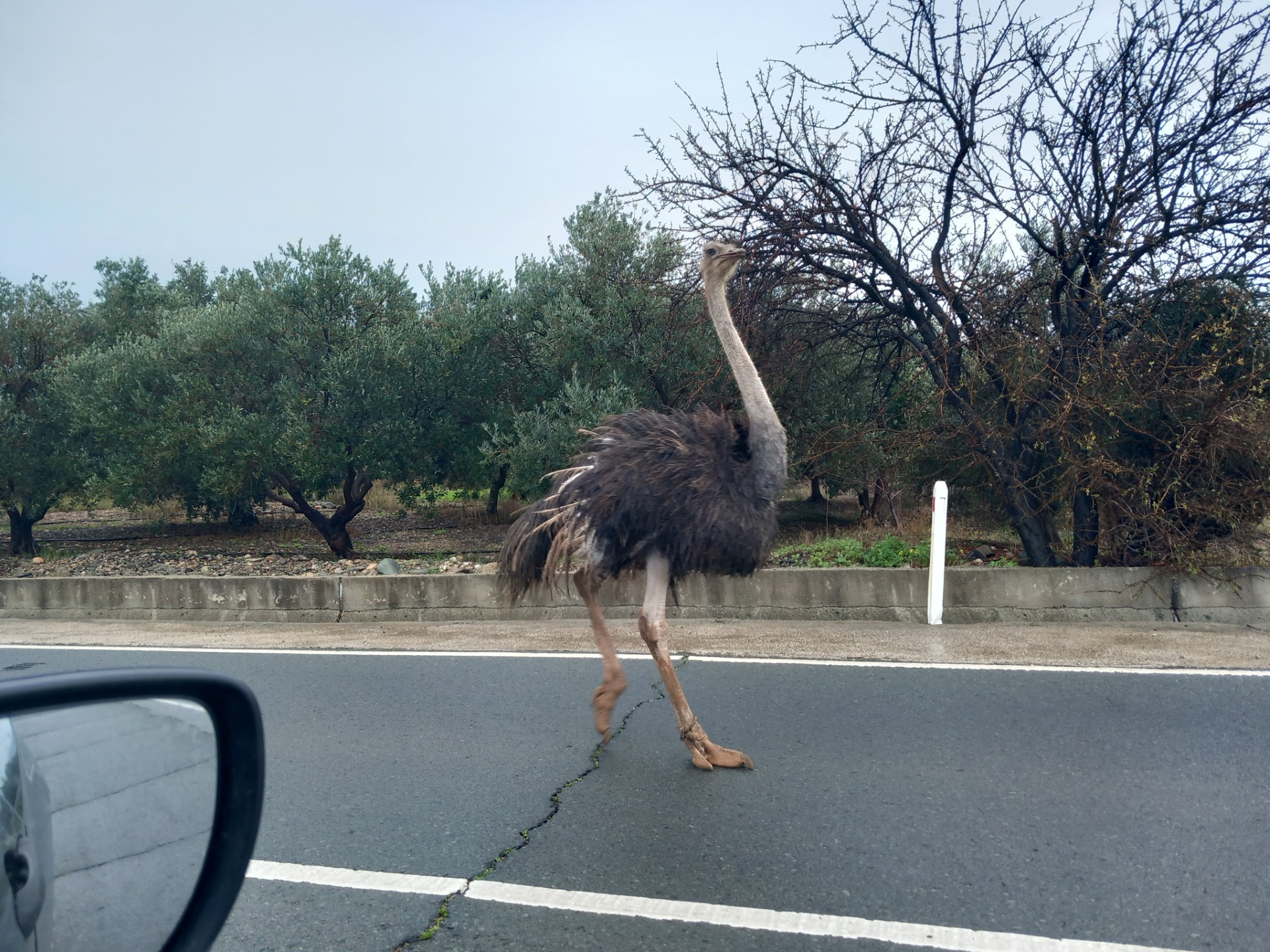 cover Runaway ostrich found on Paphos street