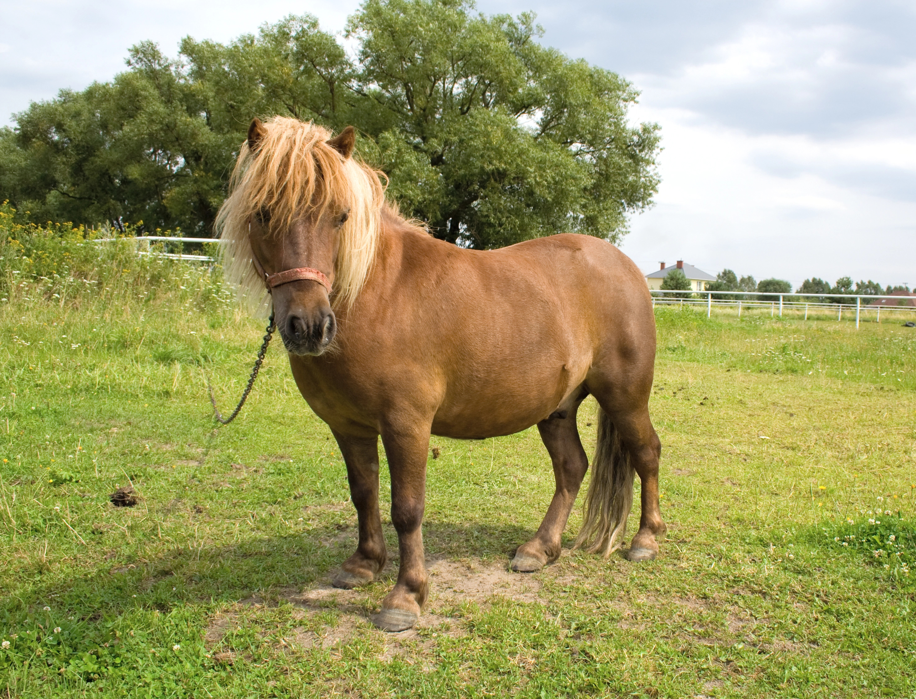 cover Pony dies at Christmas event, Animal Party calls for investigation