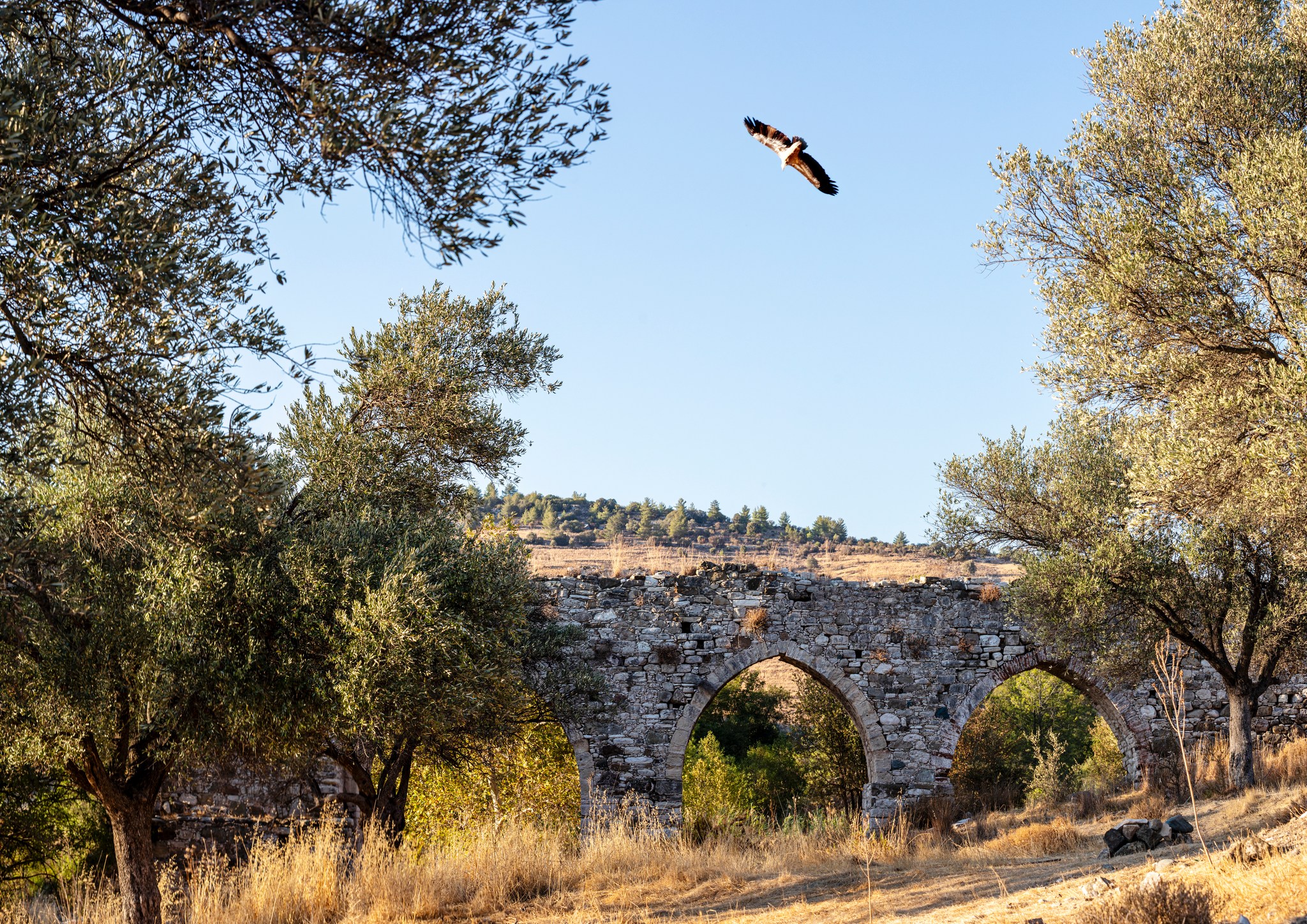 cover Griffon vultures cling to recovery as conservation gains threatened
