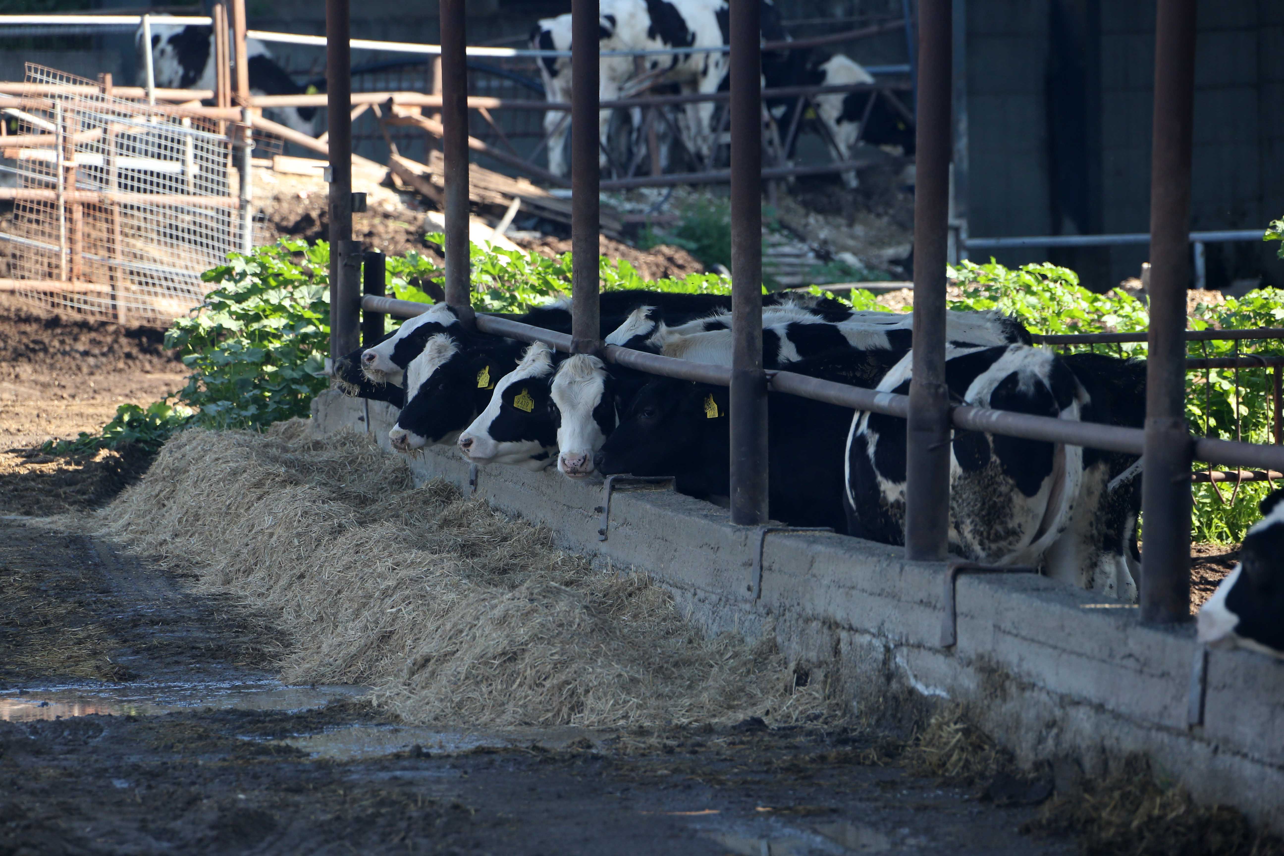 Turkish Cypriots deliver 10,000 foot and mouth vaccines