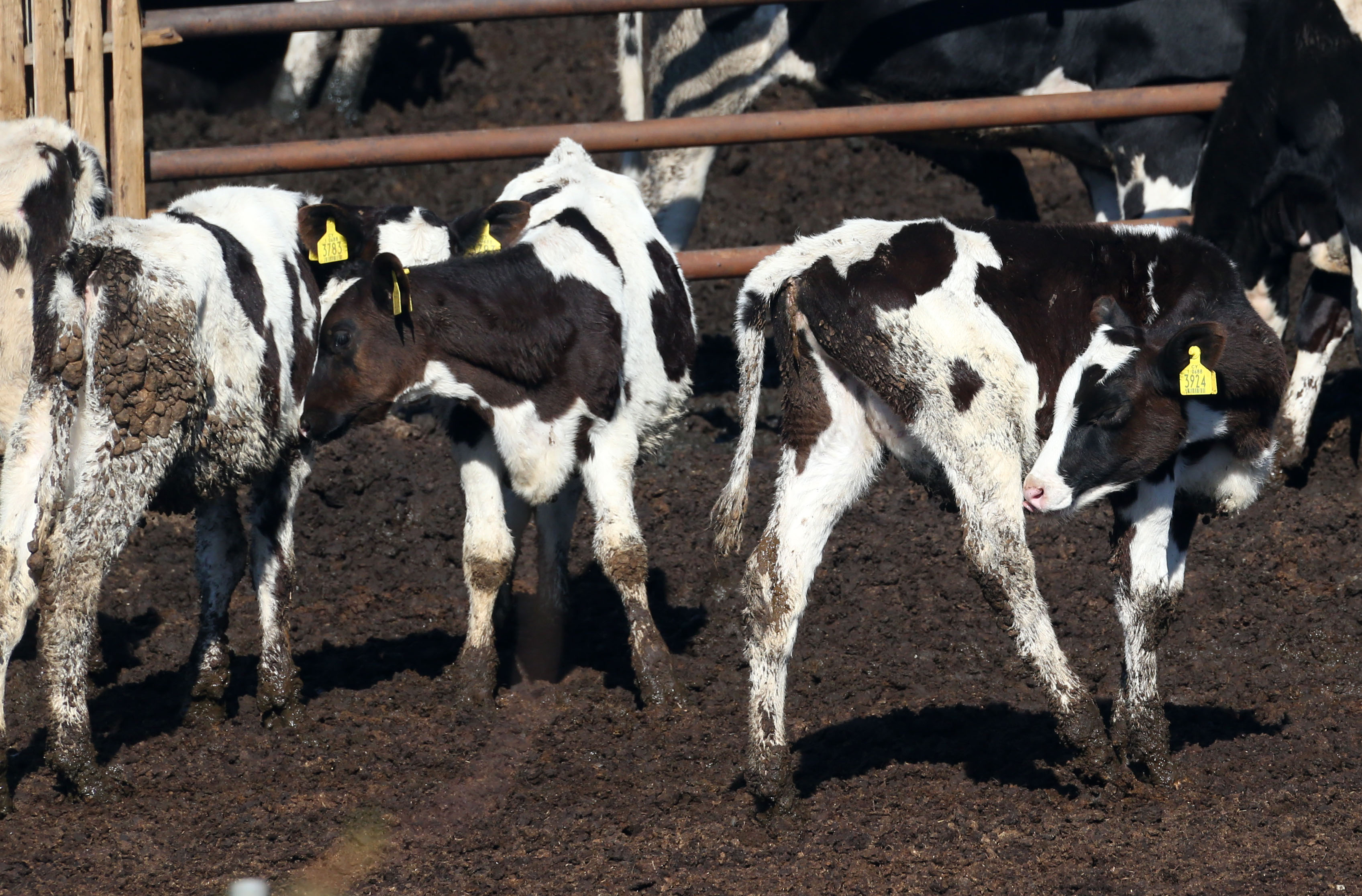 cover Government to stand by those affected by FMD, says president