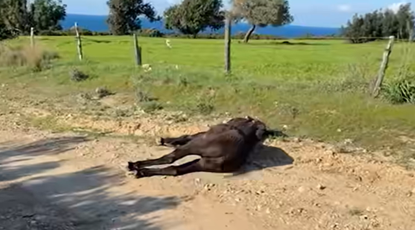 image Donkey shot dead in Rizokarpaso, left to suffer for days
