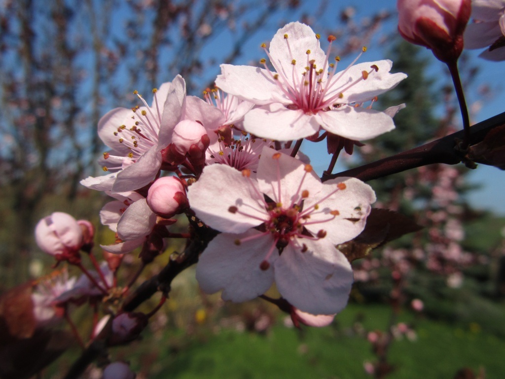 cover Paphos village in full bloom with annual Almond Blossom Festival
