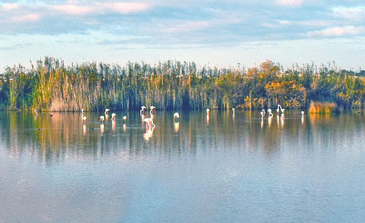 Wetlands under ‘mounting strain’ from climate change