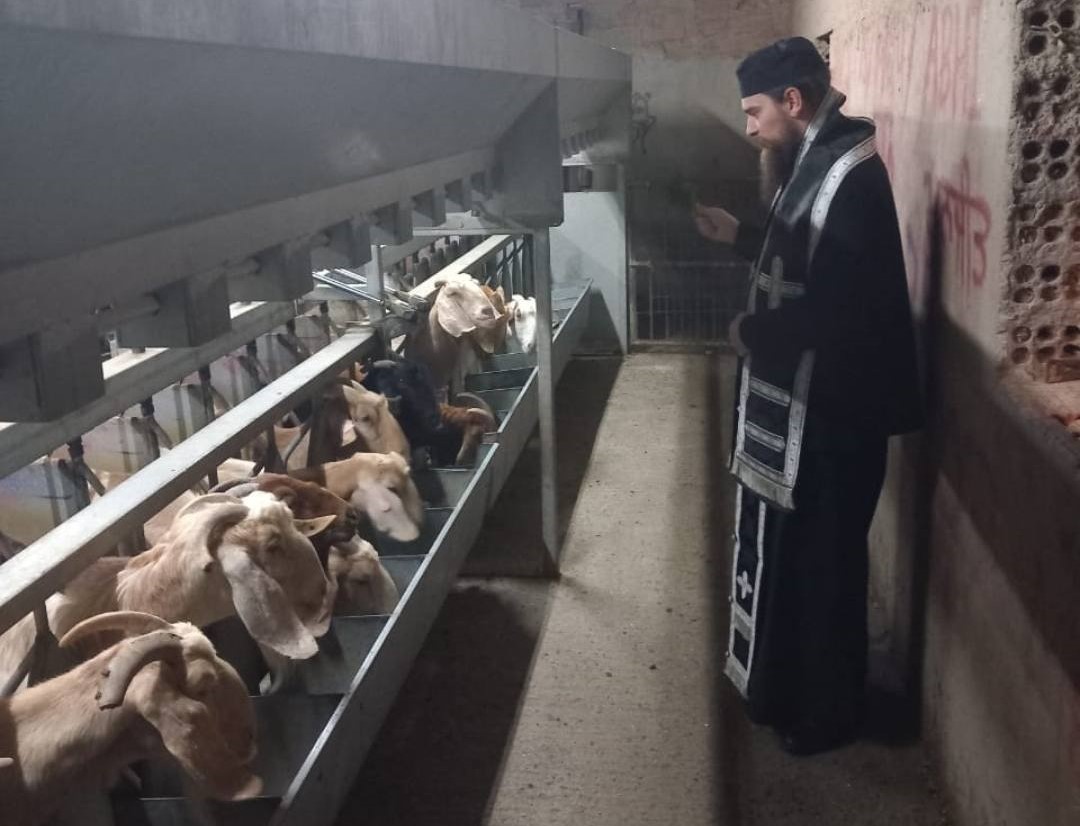 cover Priests enter farm to bless goats amid foot and mouth outbreak