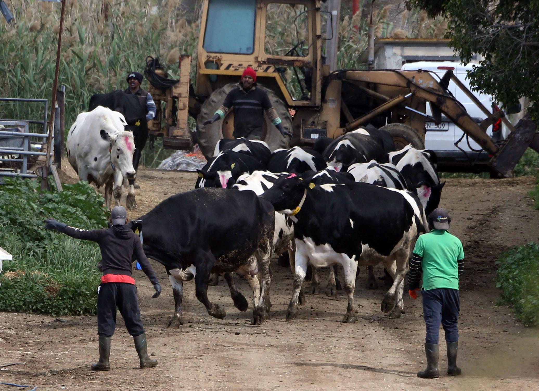 cover Control measures remain in place to battle foot and mouth disease