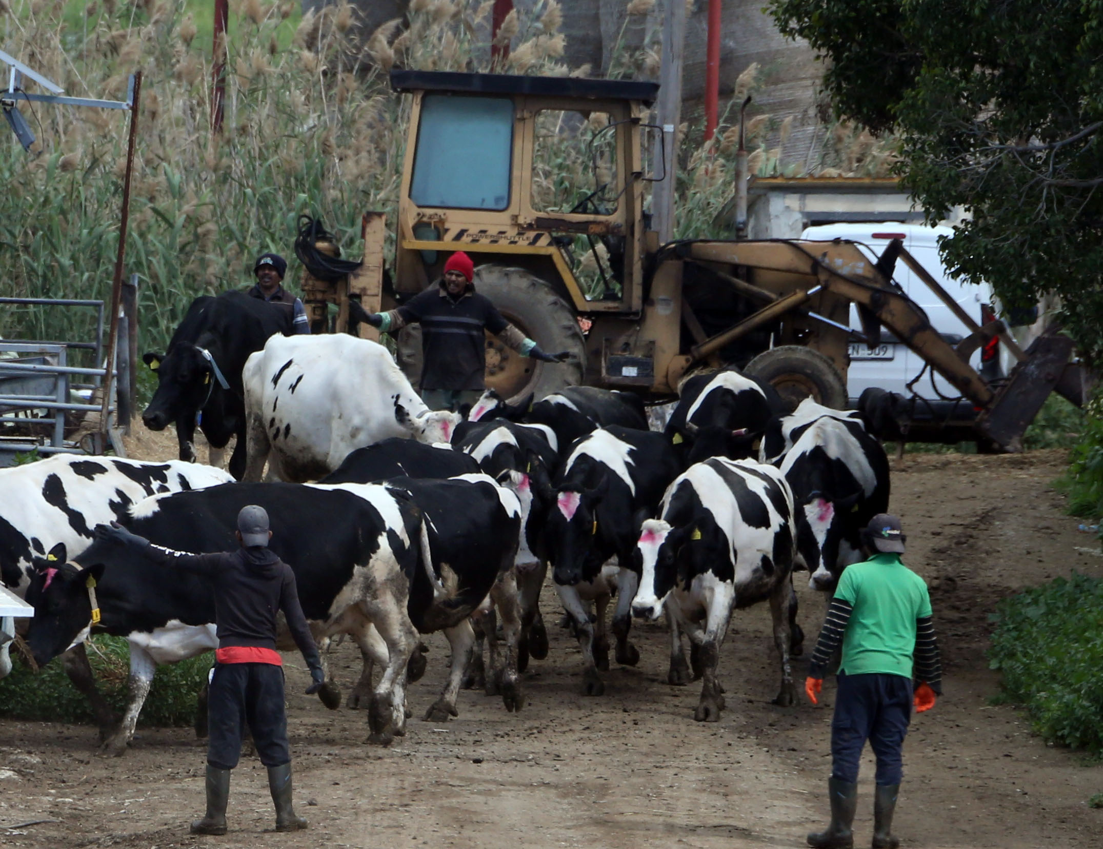 cover FMD vaccinations expand to 10km zone