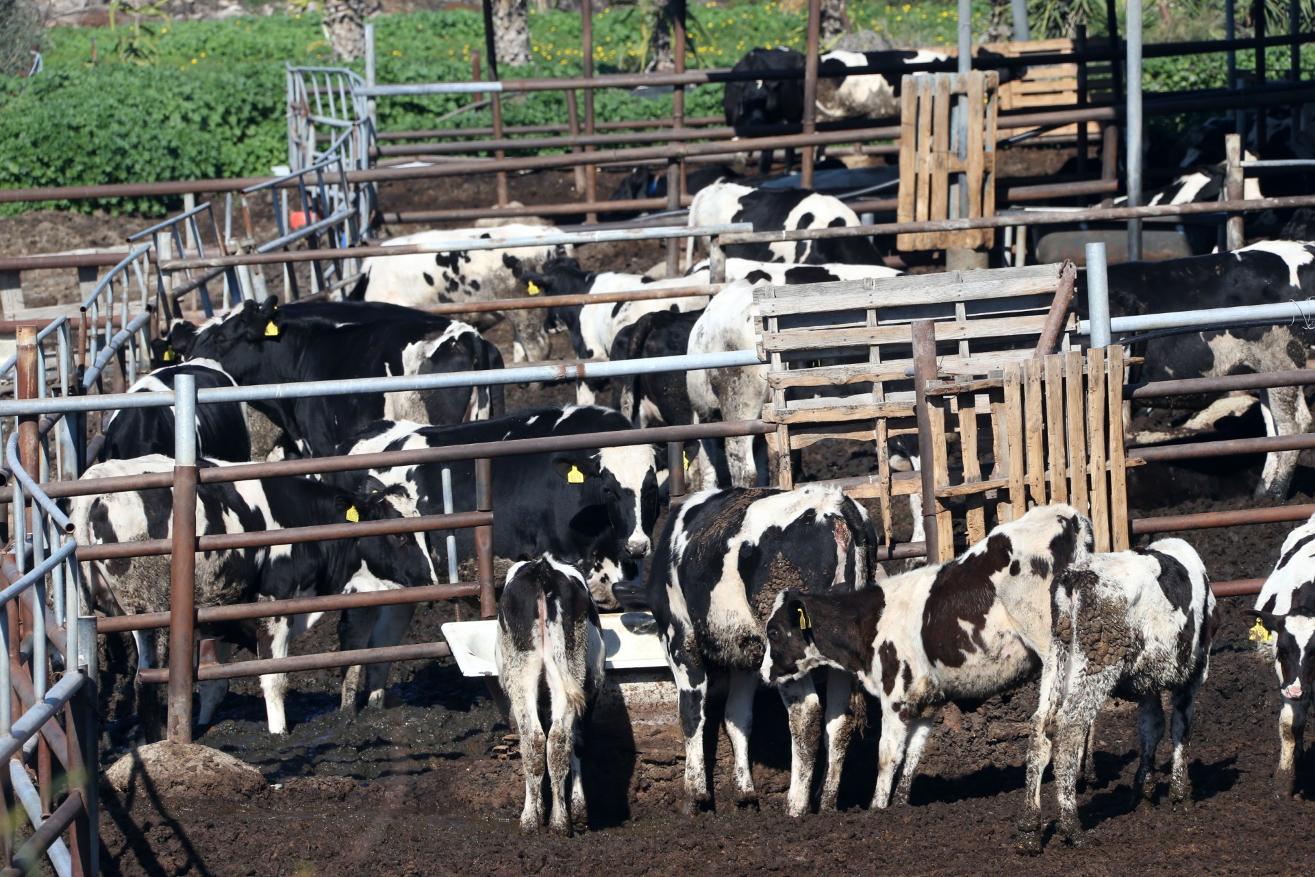 cover Same FMD virus strain as the north confirmed in Republic cases