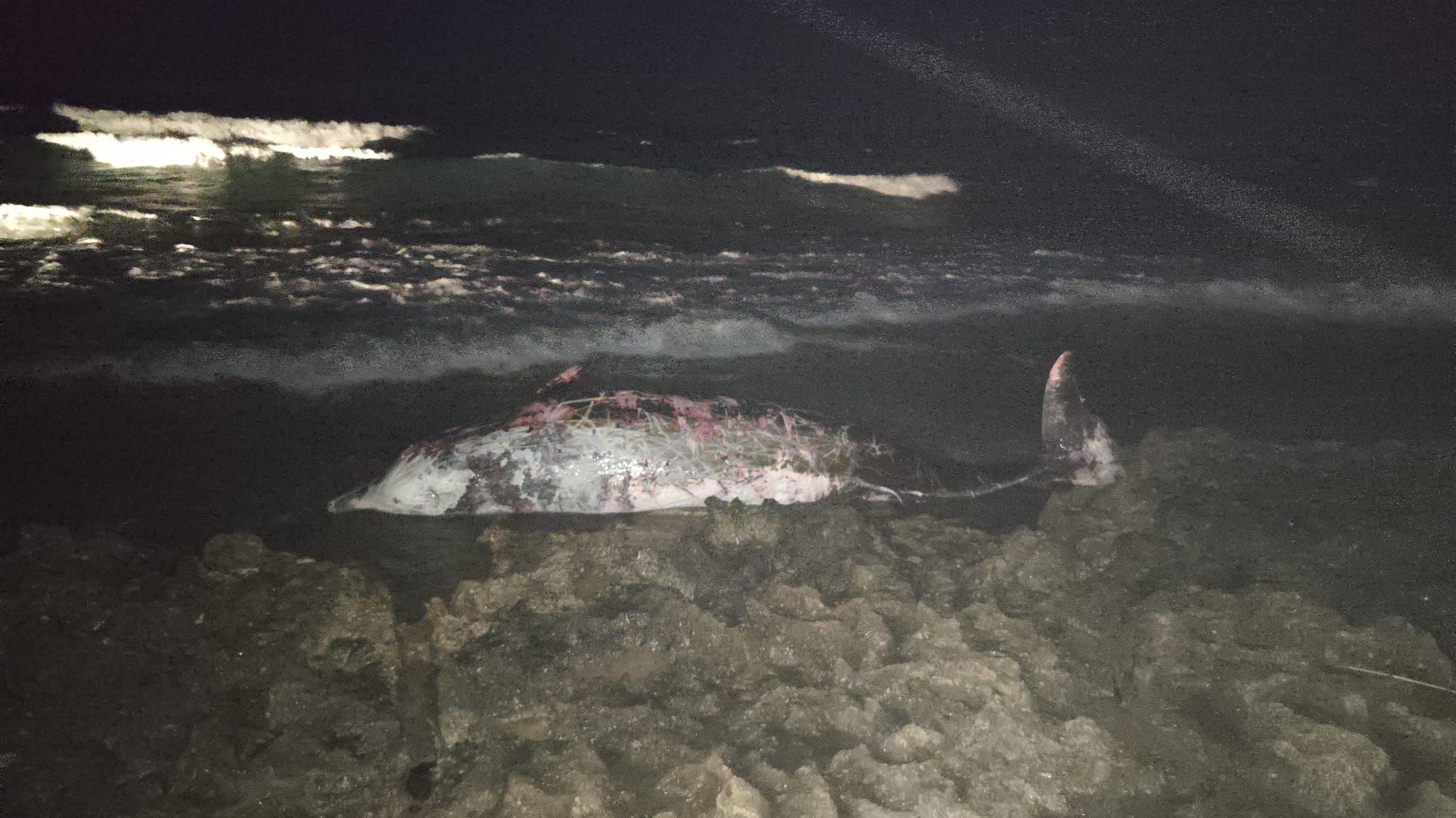 cover Beaked whale found dead on Cyprus beach