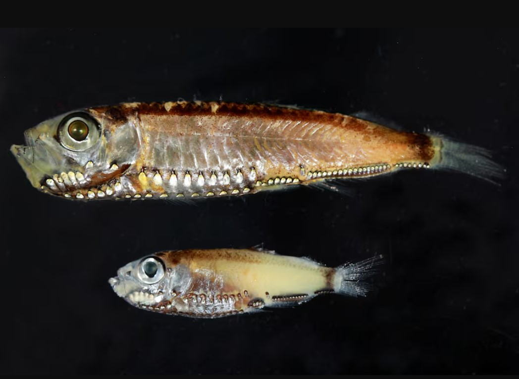 cover Deep-sea fish break the mold with novel visual system