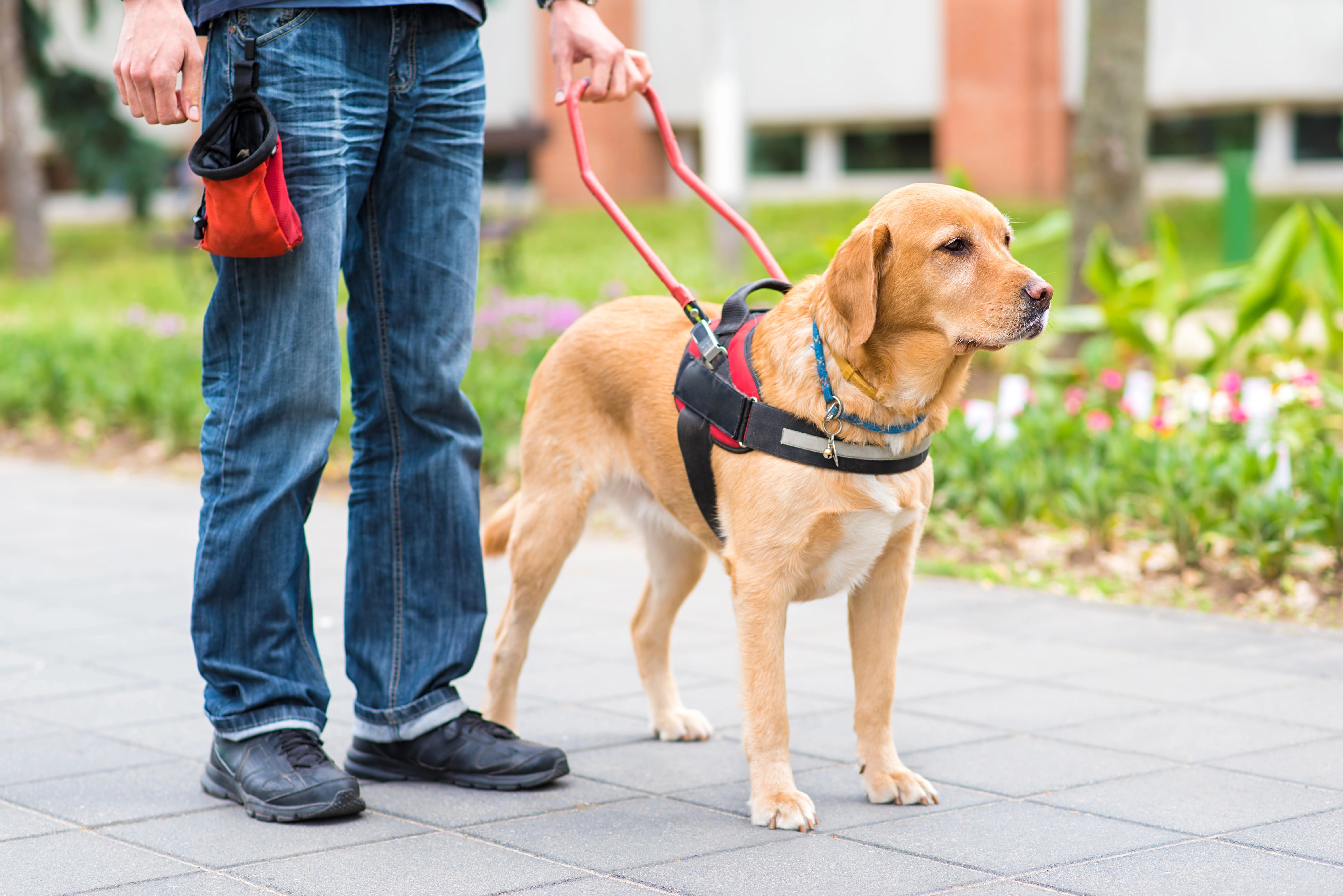 cover Ministries clash over proposed guide dog bill at House committee