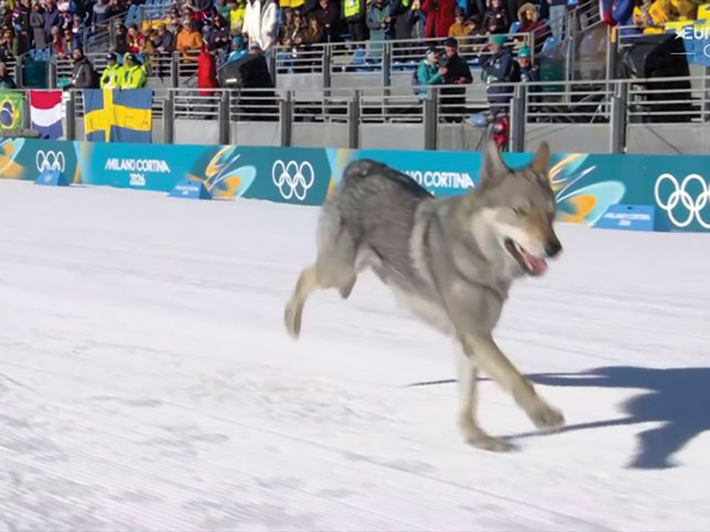 cover Who let the dog out? Husky gatecrashes team sprint at Winter Olympics